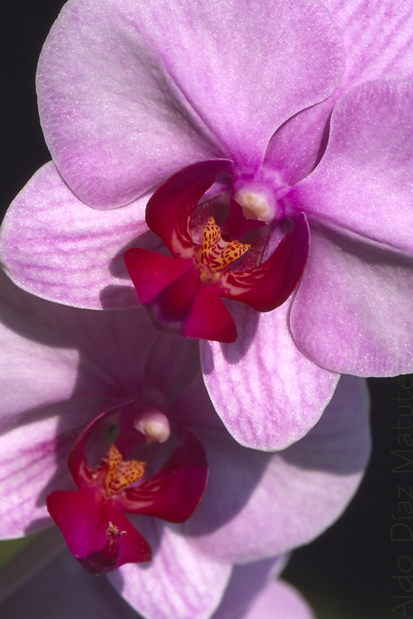 Phalaenopsis