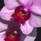 Phalaenopsis