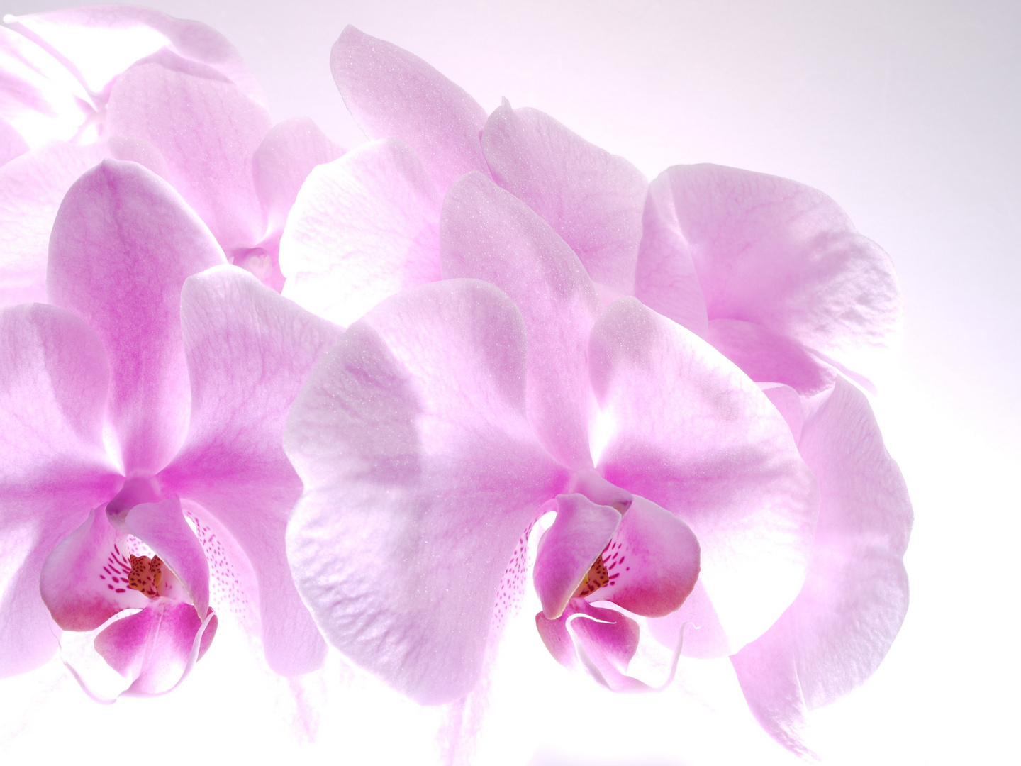 Phalaenopsis