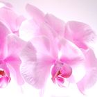 Phalaenopsis