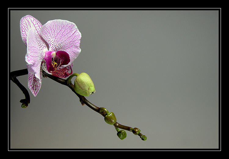 Phalaenopsis