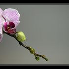 Phalaenopsis