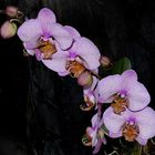 Phalaenopsis