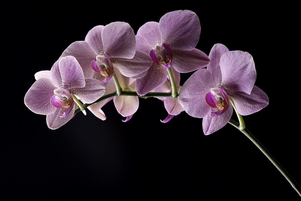 Phalaenopsis