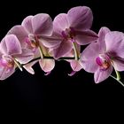 Phalaenopsis