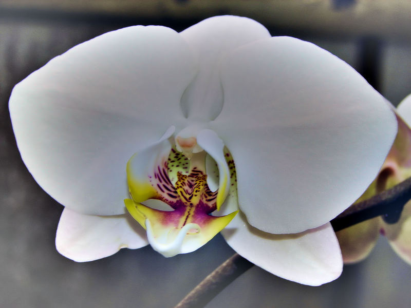 pHaLaEnOpSiS