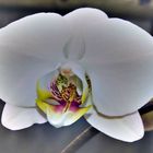 pHaLaEnOpSiS