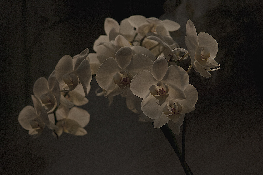 phalaenopsis