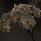 phalaenopsis