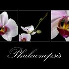 Phalaenopsis