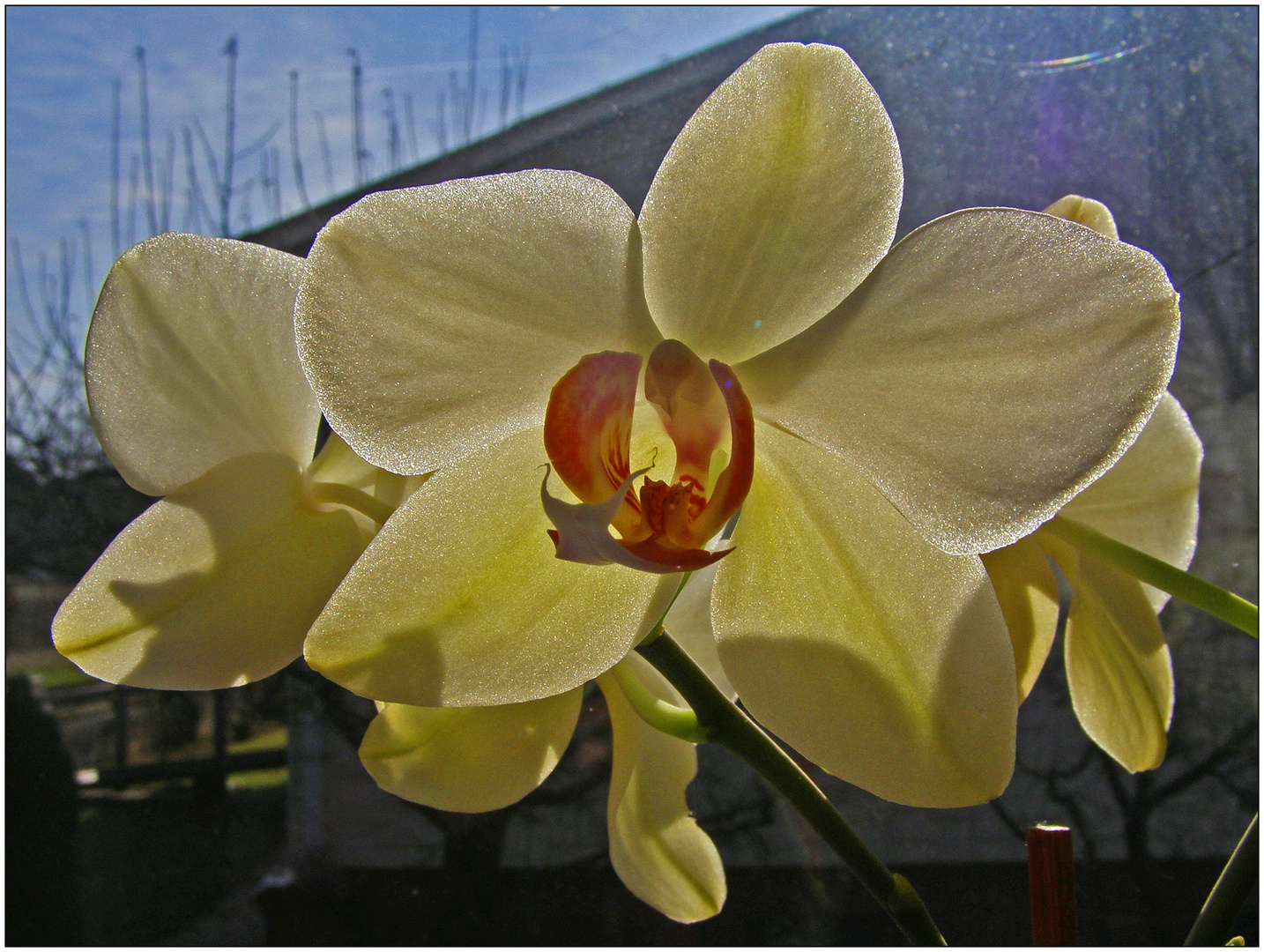 Phalaenopsis