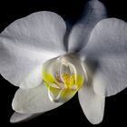 phalaenopsis