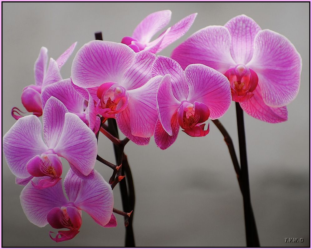 PHALAENOPSIS