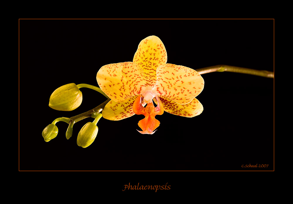 Phalaenopsis