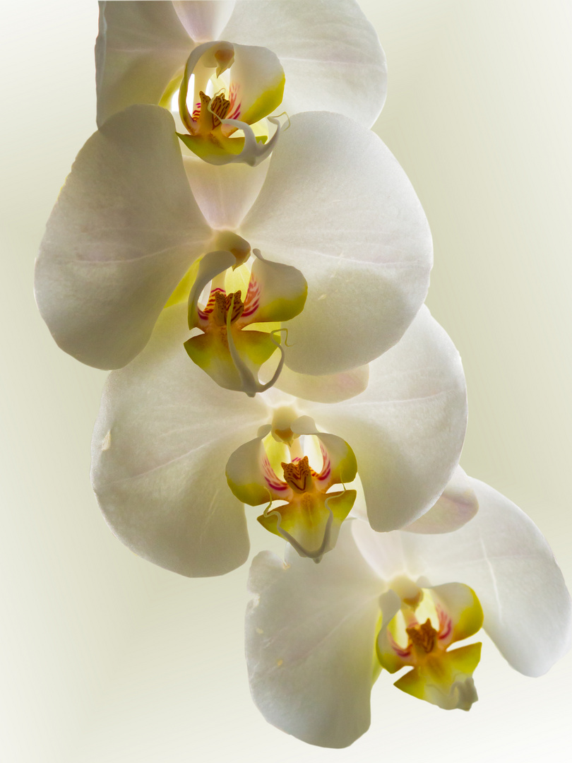 Phalaenopsis