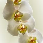 Phalaenopsis