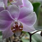 Phalaenopsis