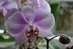 Phalaenopsis