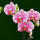 Phalaenopsis