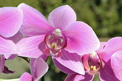 Phalaenopsis