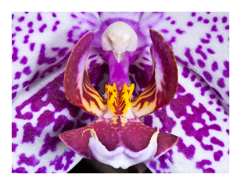 Phalaenopsis