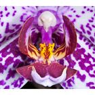 Phalaenopsis