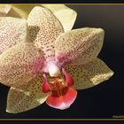 phalaenopsis