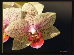 phalaenopsis