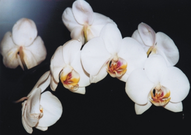  " Phalaenopsis "