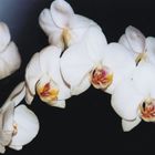  " Phalaenopsis "