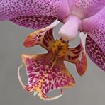 Phalaenopsis