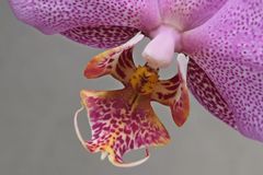 Phalaenopsis