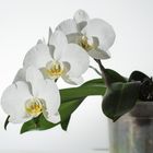 Phalaenopsis