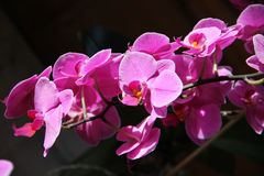 Phalaenopsis