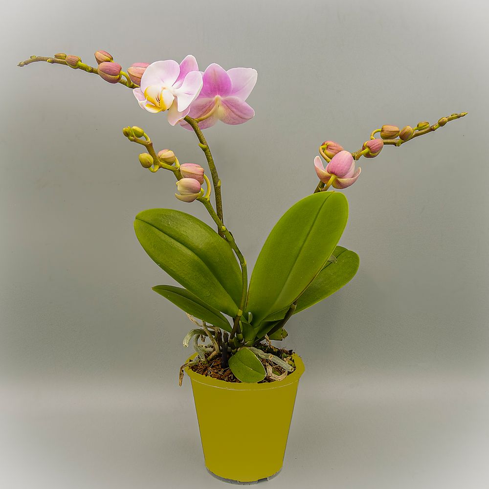 Phalaenopsis