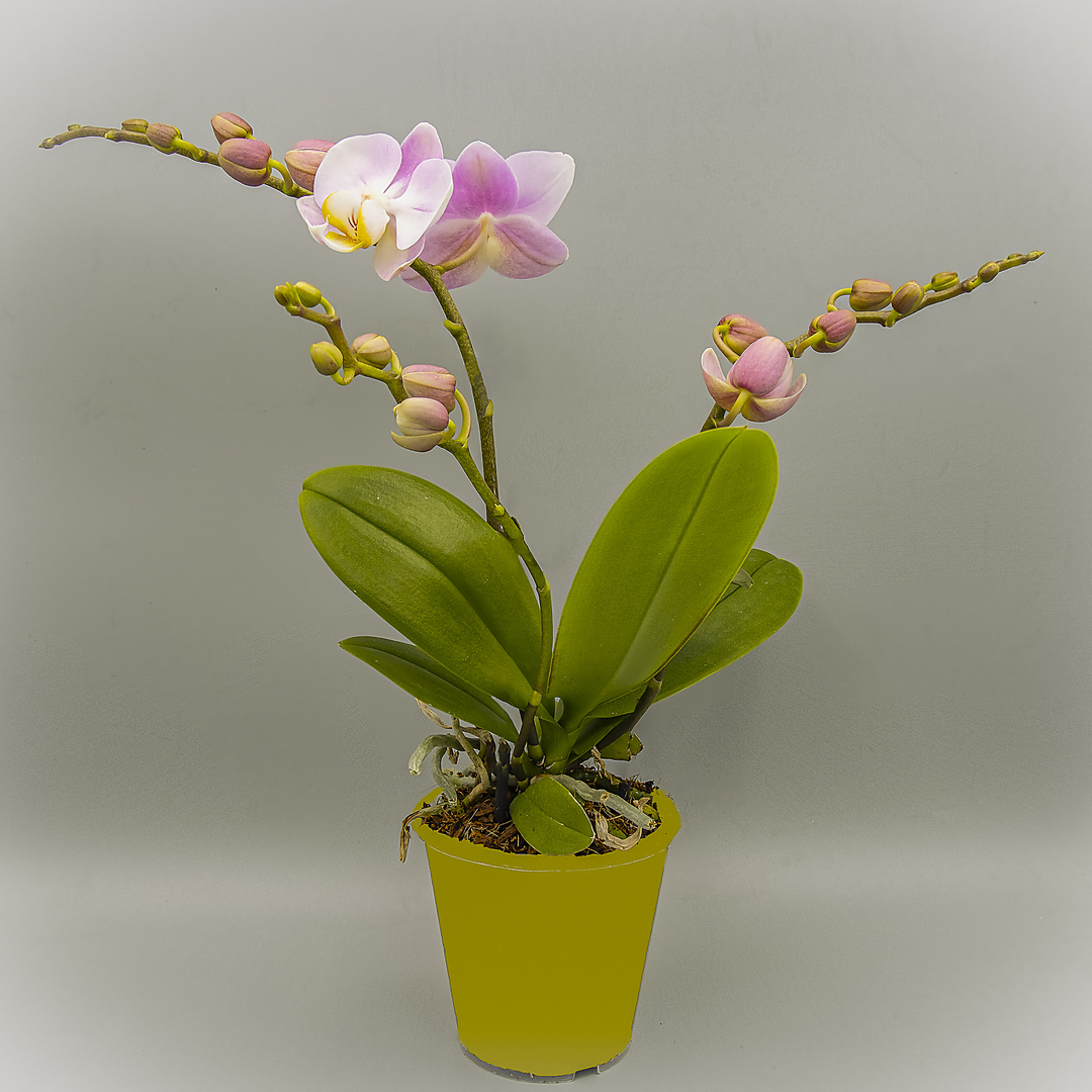 Phalaenopsis