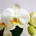 Phalaenopsis