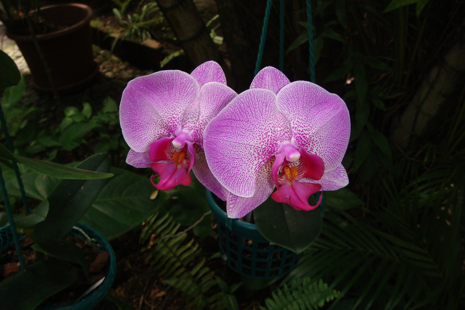 Phalaenopsis