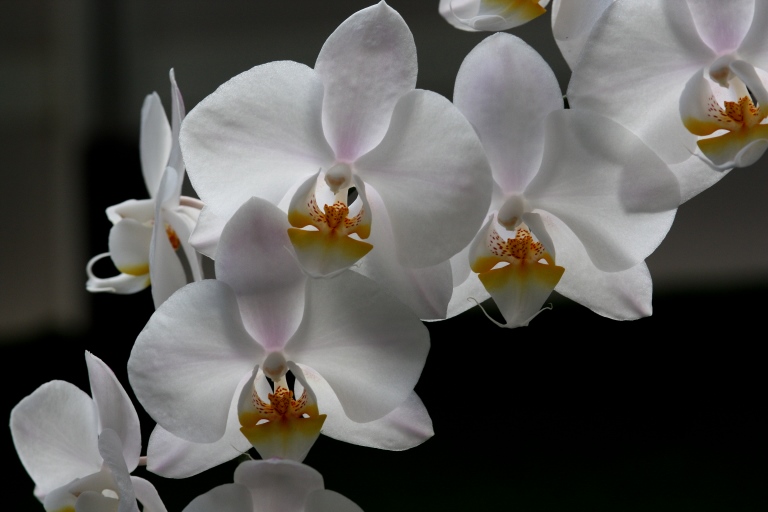 Phalaenopsis