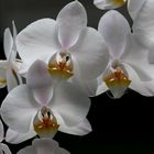 Phalaenopsis