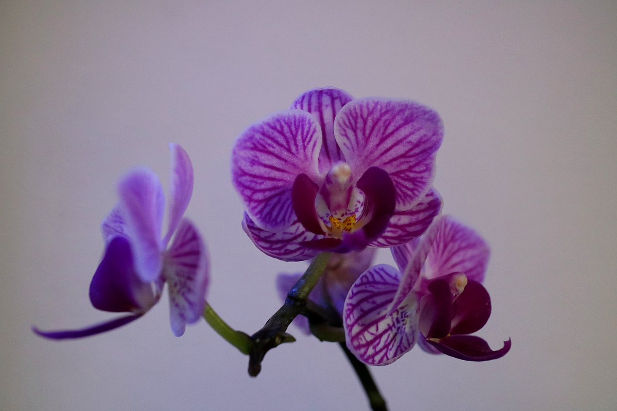 Phalaenopsis