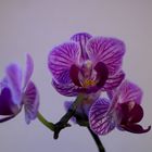 Phalaenopsis