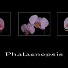 Phalaenopsis