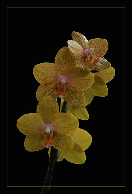 Phalaenopsis