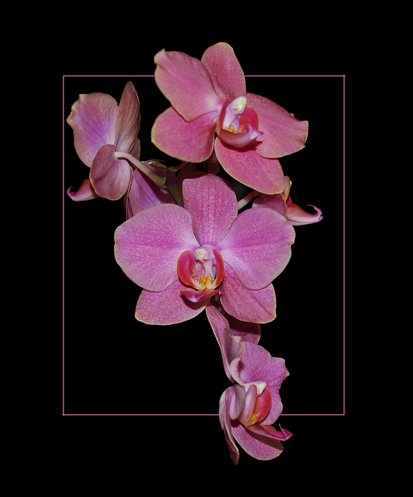 Phalaenopsis