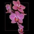 Phalaenopsis