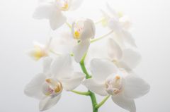 Phalaenopsis