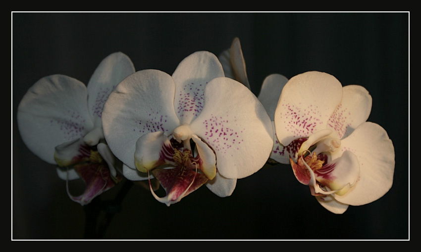 Phalaenopsis