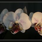 Phalaenopsis