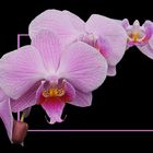 Phalaenopsis am Fensterbank # Phalaenopsis en la ventana